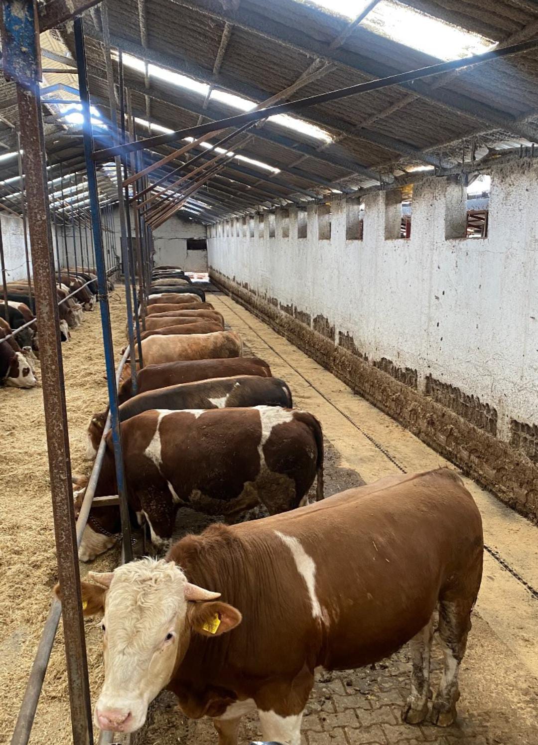 Gündüzler Besi Çiftliği